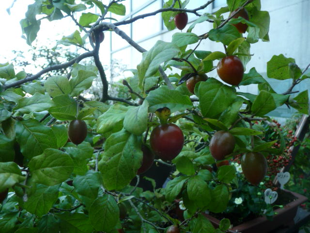 817 ローヤガキ
