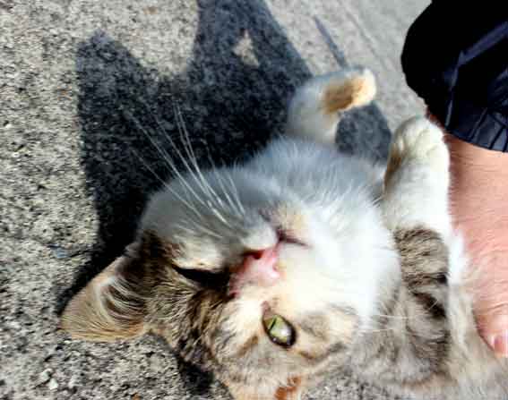 我が家のニャンコ♪2014/03/01-3