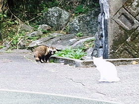 のらタヌキとのらねこ