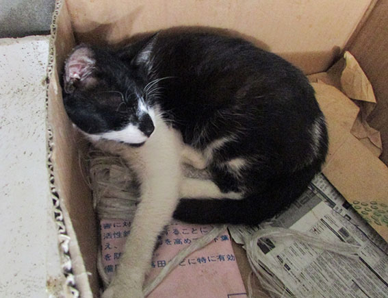 我が家のニャンコ♪2015/5/10-2