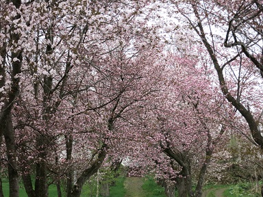 豊郷神社の桜8.jpg