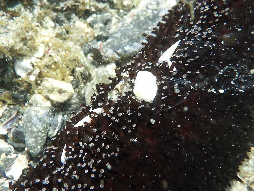 串本磯採集2023年8月上旬15　ニセクロナマコ（Holothuria leucospilota）の寄生貝　ハナゴウナ科の一種（Eulimidae sp.）