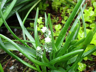 IMG_0636ss.jpg