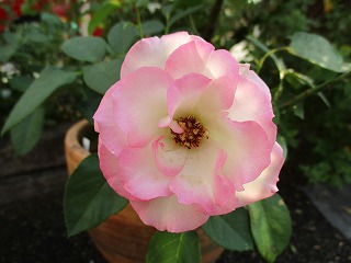 IMG_1045ss.jpg
