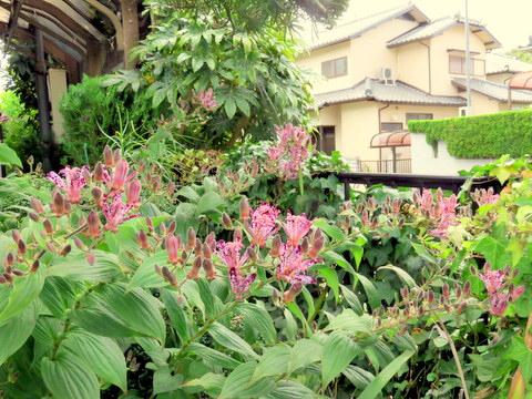 ホトトギスの花の群れ-2