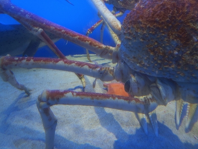 鳥羽水族館2014年11月下旬24　タカアシガニ（Macrocheira kaempferi）