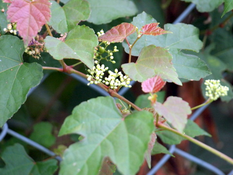 野生のブドウの蔓と花