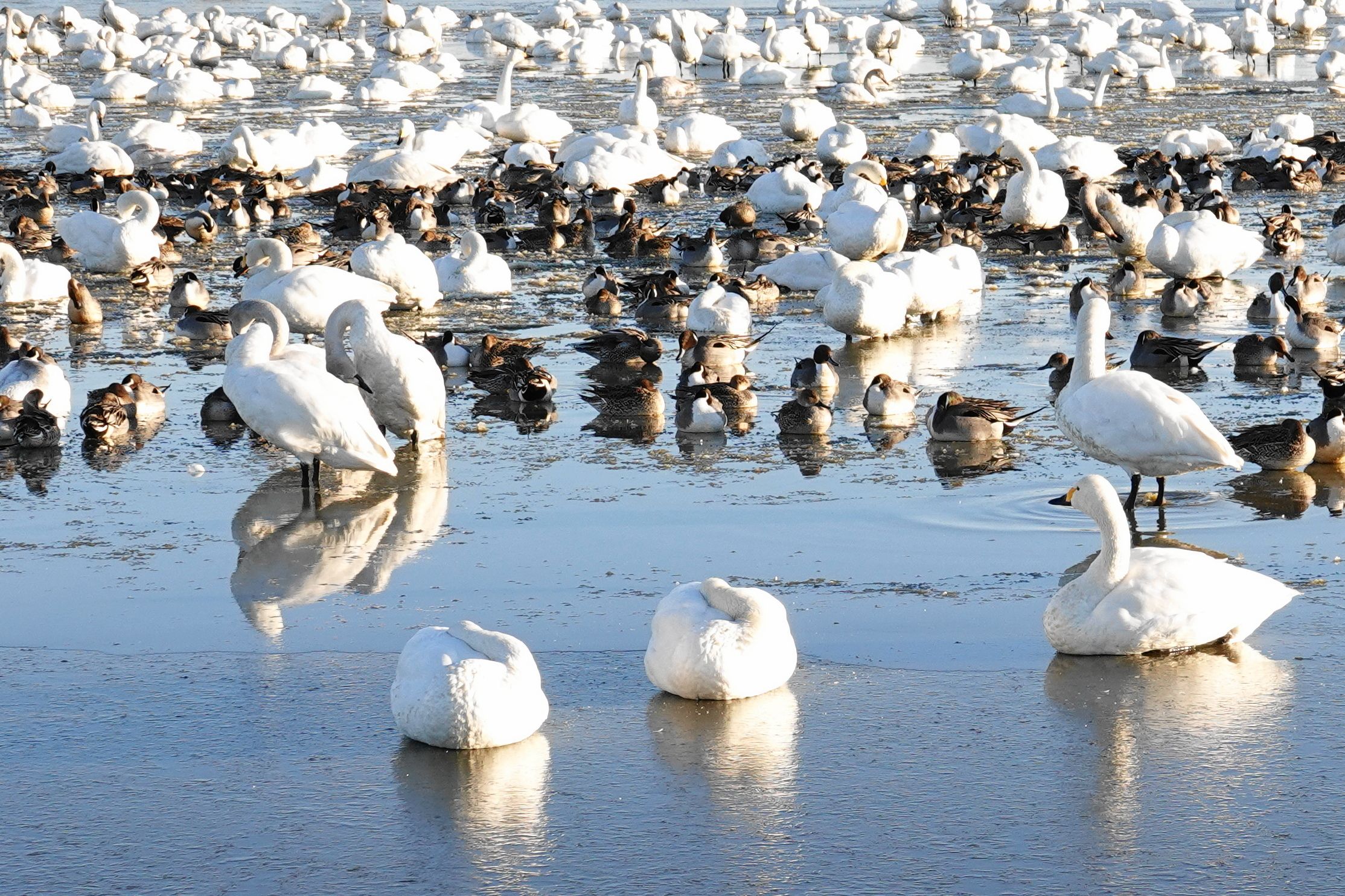 白鳥の郷 NOW | アウトドア親爺の徒然日記 - 楽天ブログ