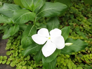 IMG_6169ss.jpg