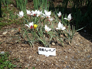 チューリップ