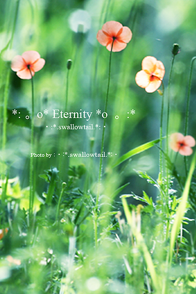 Photo by swallowtail　C.jpg