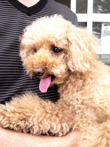 迷い犬