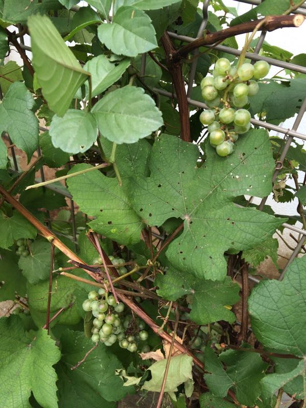 rblog-20150805001401-01.jpg