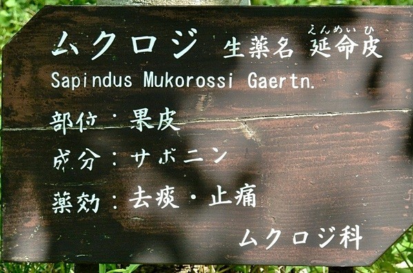 ムクロジ 4.JPG
