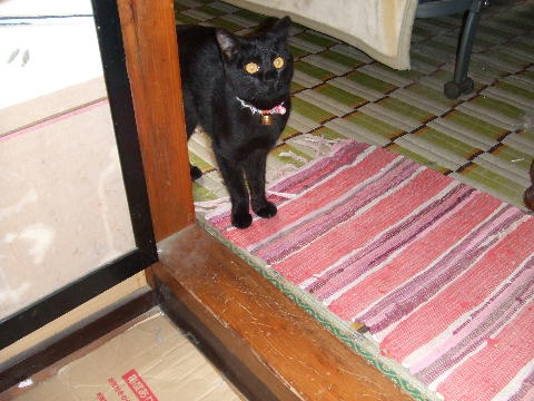 猫３.JPG