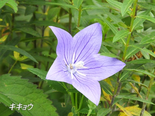 小池公園にて