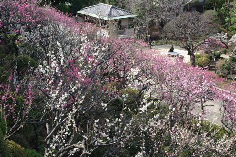 池上梅園