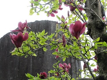 阿弥陀寺16.jpg