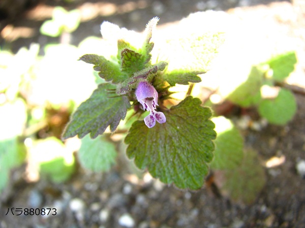 IMG_0986 - コピー (2) - コピー.JPG