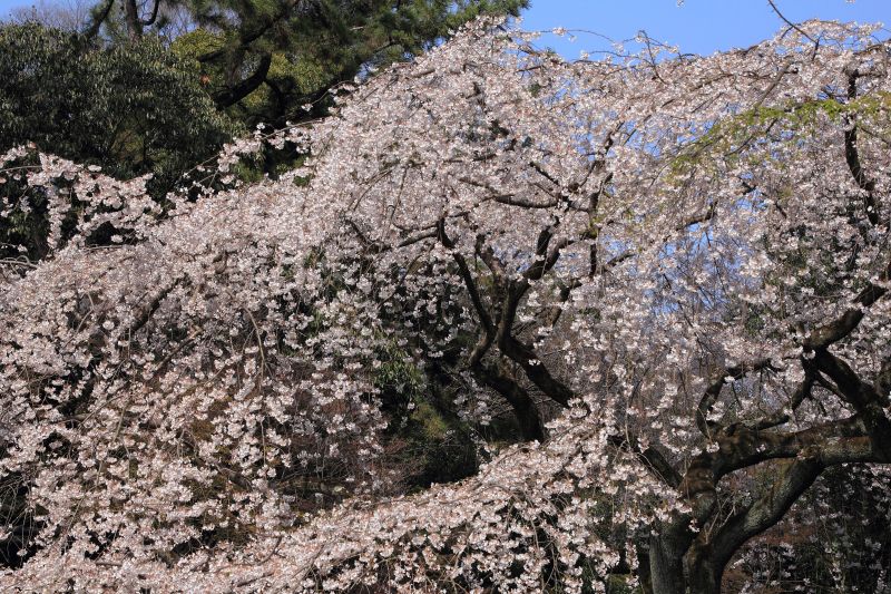 京都御苑_003.jpg