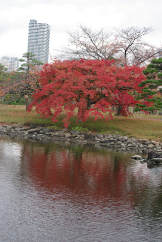 浜離宮恩賜庭園