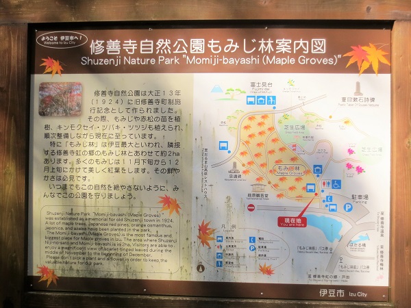 修善寺自然公園もみじ林
