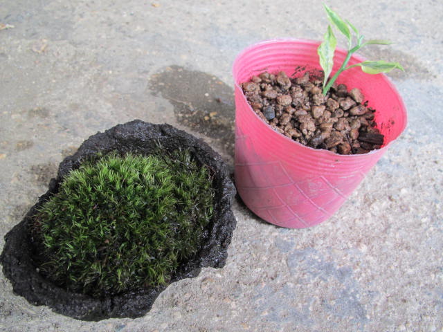 苔と挿し木