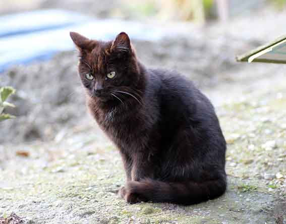 我が家のニャンコ♪2016/4/9-3