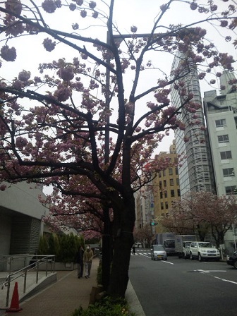 八重桜その2