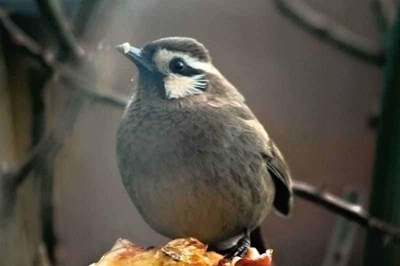 庭に来る野鳥 バラと可愛い花たち 楽天ブログ