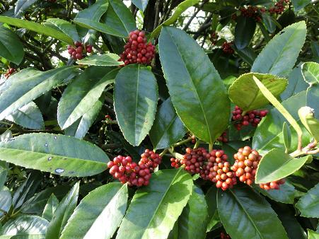 クリスマスホーリー