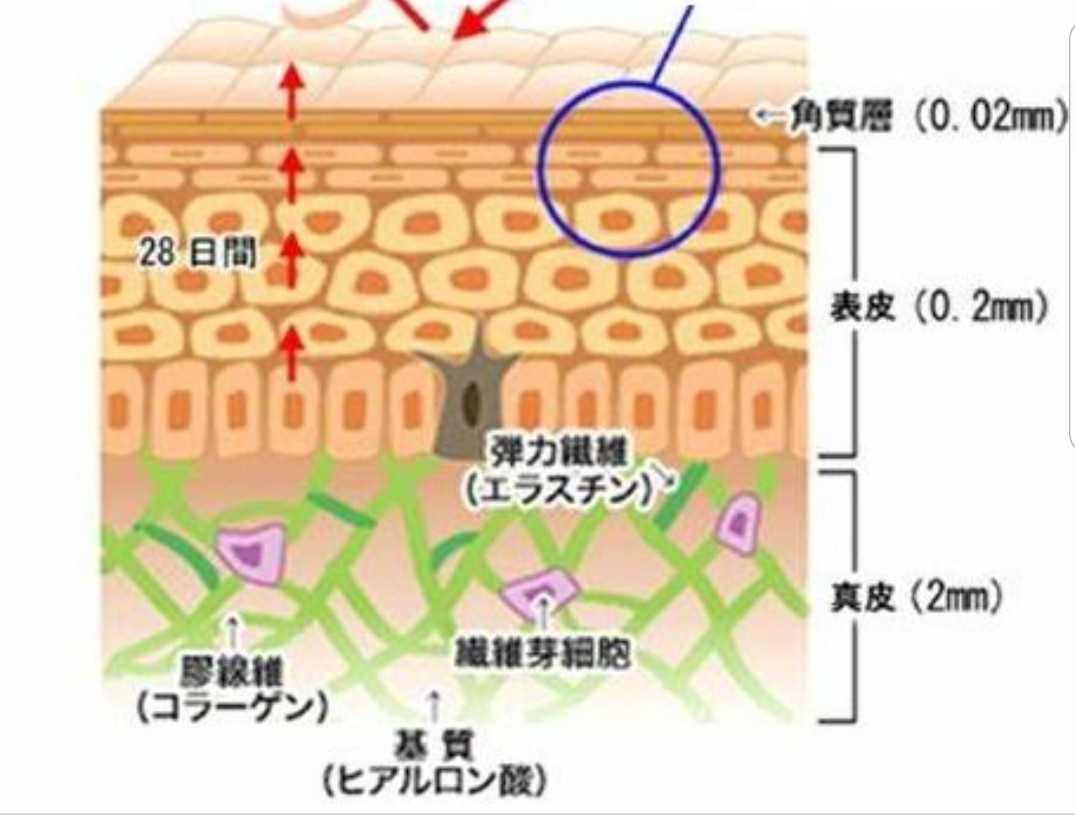 皮膚の構造 本質美容 雑誌より面白い美容ブログ 楽天ブログ