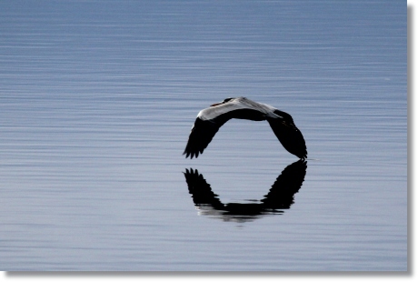 邑知潟-10 アオサギ-2 13.1.5