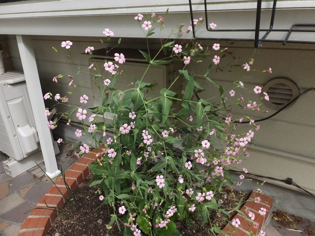 ピンクのカタバミの花を見つけました ペンション木の実日記 楽天ブログ