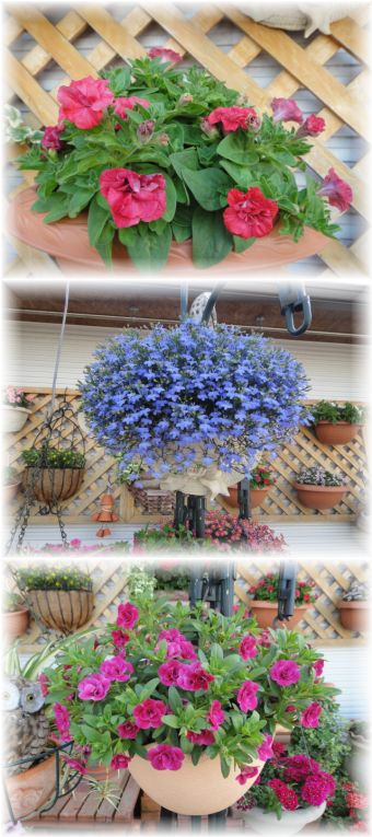 マイガーデンに咲くお花です。