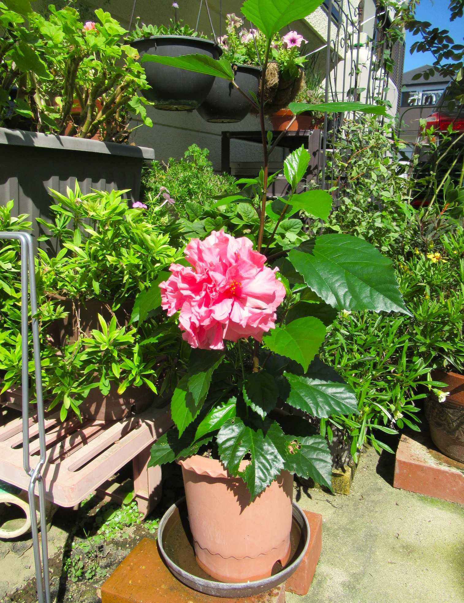 2回目の入荷ですが、これで最終です　 6寸ハイビスカス 八重咲き　植え替え要らず 八重咲きのピンクハイビスカスが咲いたよ～＆秋のガーデニング始動