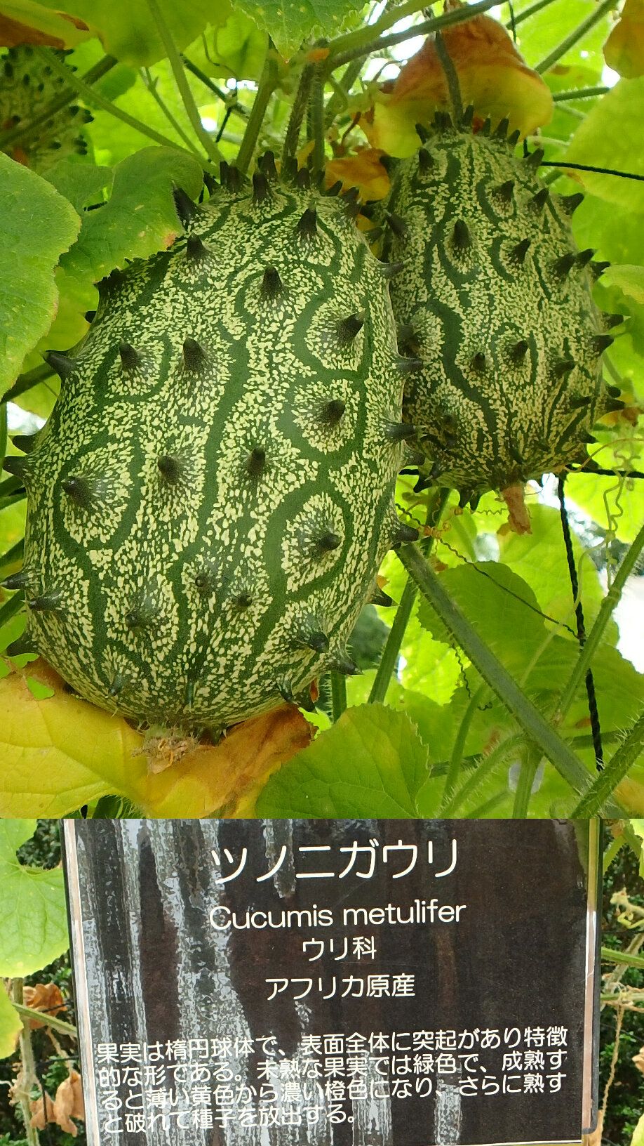 コンニャク ヘビウリ ツノニガウリ カラスウリ 半田山植物園 楽天版じぶん更新日記 楽天ブログ