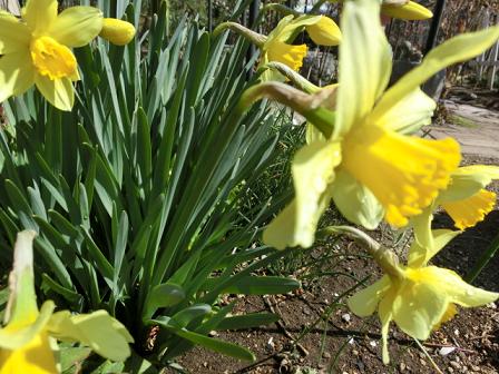 黄色ラッパ水仙