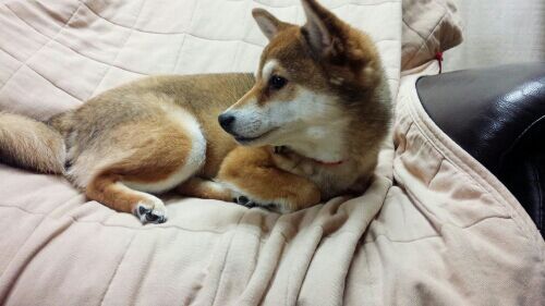 rblog-20190426224619-00.jpg