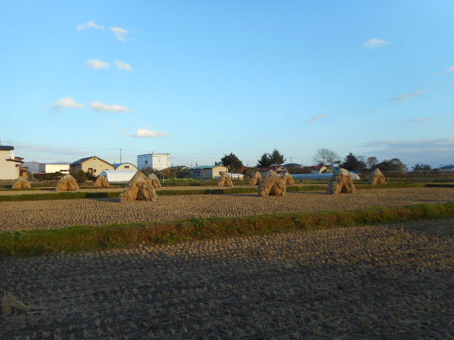 稲２ 008.jpg