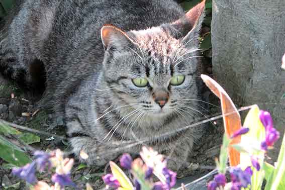 我が家のニャンコ♪2016/5/19-2