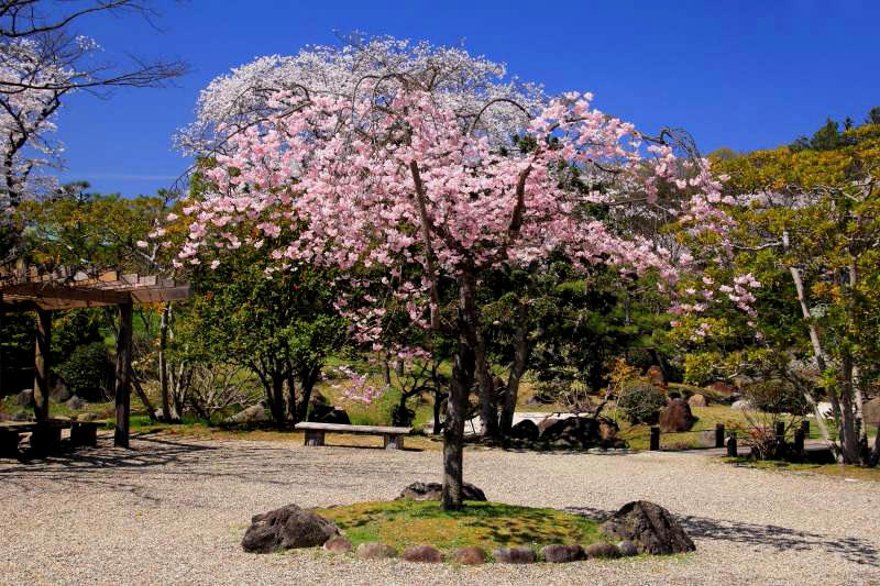 万博記念公園_005日本庭園.jpg