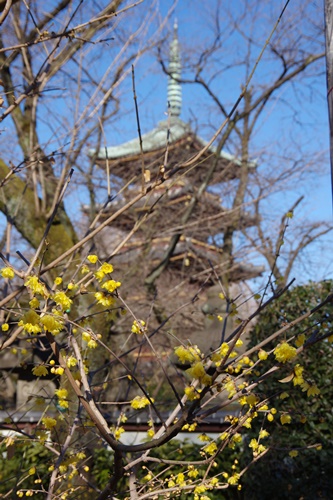 上野東照宮ぼたん苑