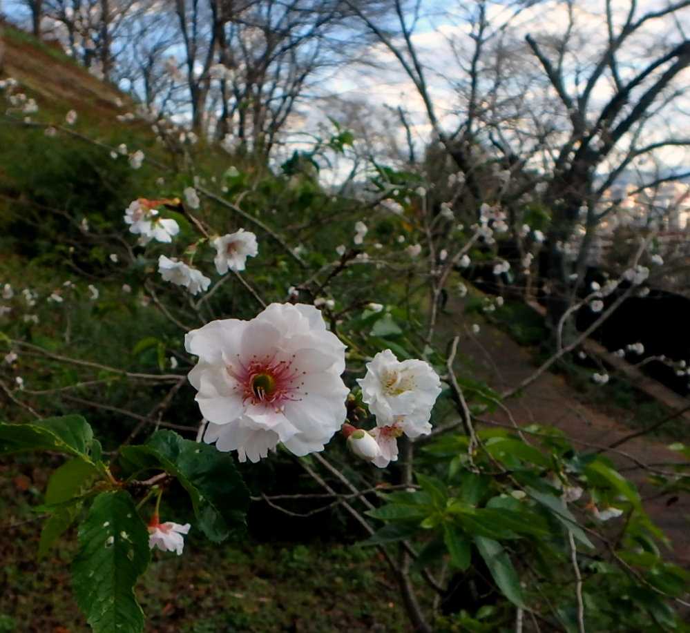 レオノティス コブクザクラとジュウガツザクラ 紅葉本格化 半田山植物園 楽天版じぶん更新日記 楽天ブログ