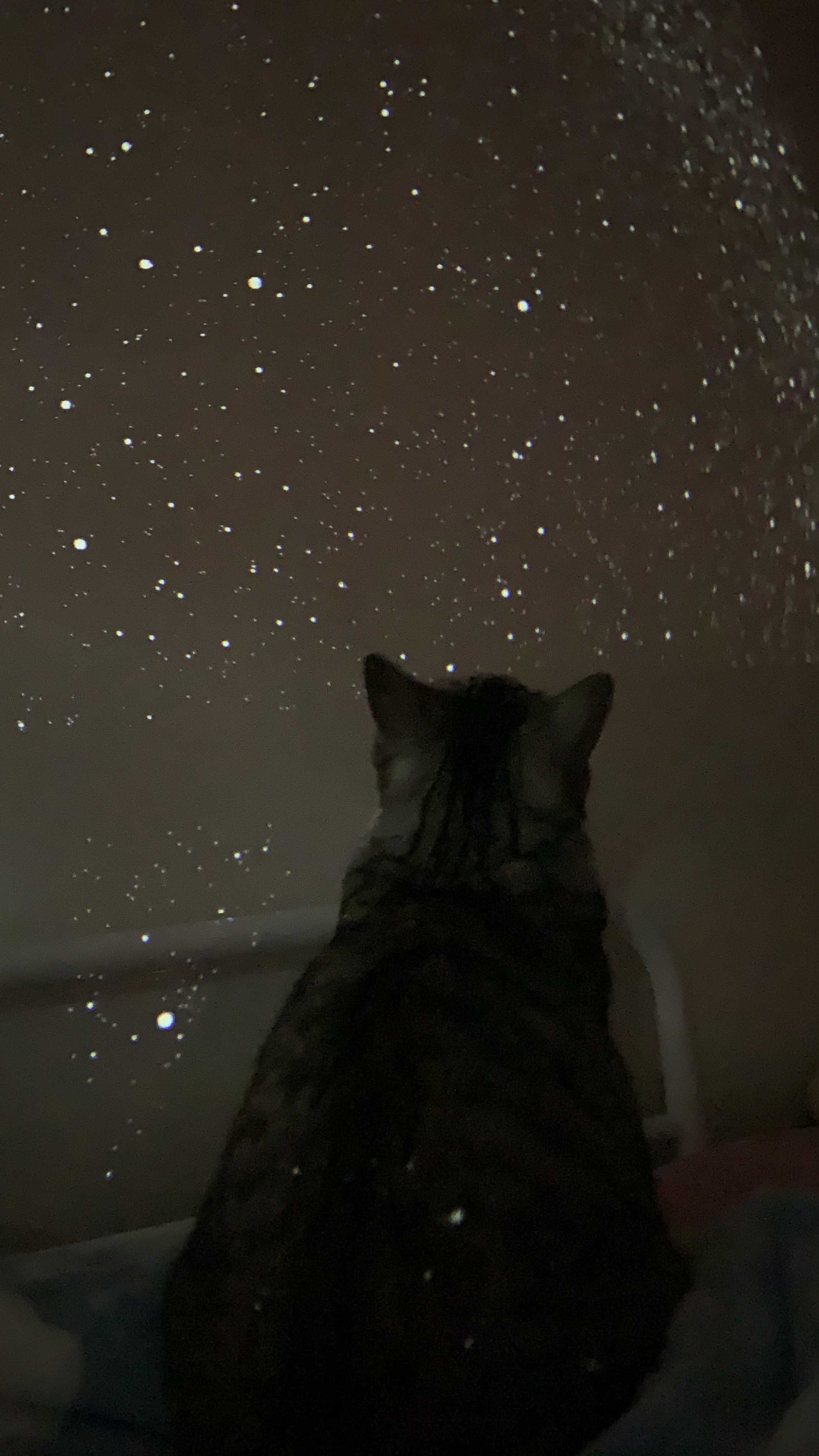 プラネタリウムを買いました 錦ちゃんのほろ酔い日記 楽天ブログ