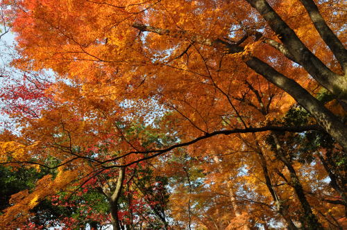 寺家公園　紅葉