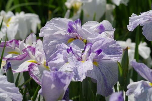 堀切菖蒲園の花菖蒲