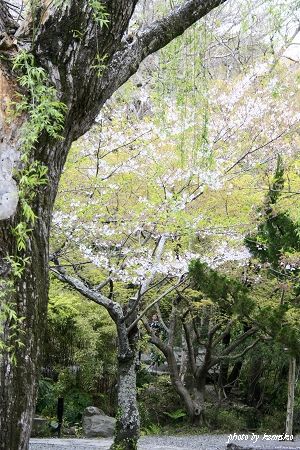 春の鎌倉　高徳院境内の桜