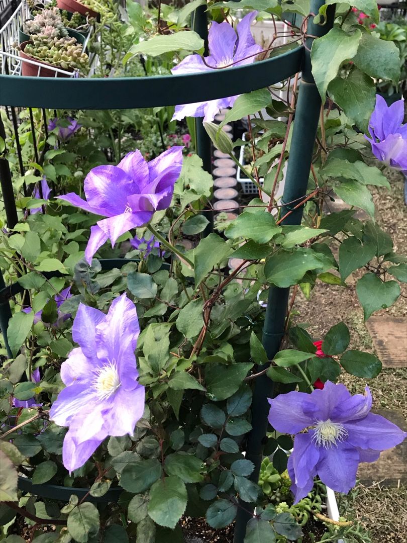 クレマチスと薔薇の共演 りんすいのブログ 楽天ブログ