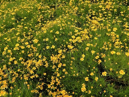 銀輪花散歩 壱師の花のいちしろく 偐万葉田舎家持歌集 楽天ブログ